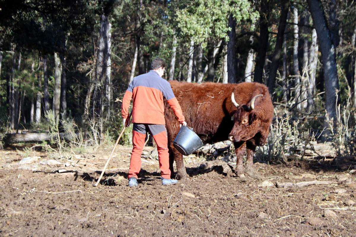Joan Casafont porta pinso al ramat de vaques que pasturen als entorns de la finca de les Planes de Besora a Navès - Mar Martí 