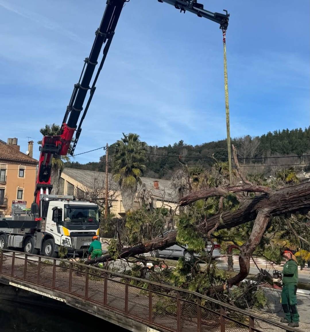 Retiren una sequoia centenària a Arbúcies