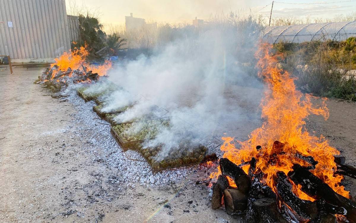 La 2a Festa de la Carxofa torna a l'Aldea davant l'èxit de la primera edició