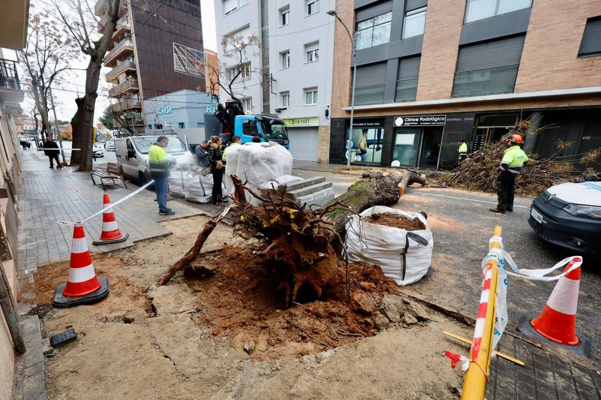 FOTOS | Torna a passar: cau un arbre de grans dimensions a Sabadell per enèsima vegada