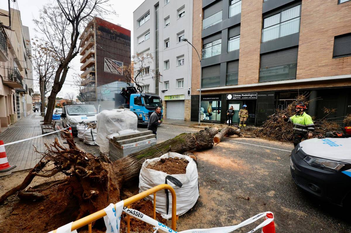 L`arbre caigut al carrer de Brutau - Juanma Peláez L`arbre caigut al carrer de Brutau