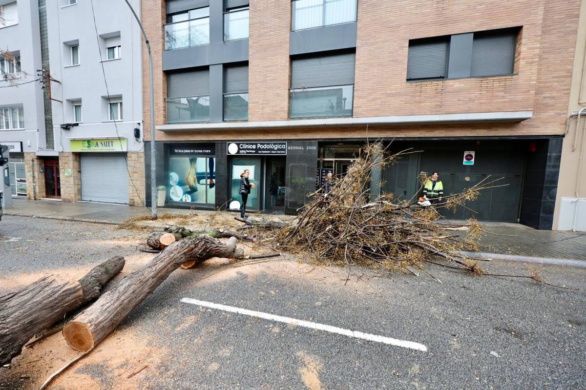 L`arbre caigut al carrer de Brutau - Juanma Peláez L`arbre caigut al carrer de Brutau