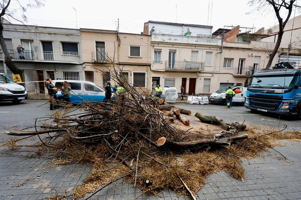 L`arbre caigut al carrer de Brutau - Juanma Peláez L`arbre caigut al carrer de Brutau