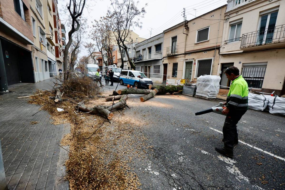 L`arbre caigut al carrer de Brutau - Juanma Peláez L`arbre caigut al carrer de Brutau