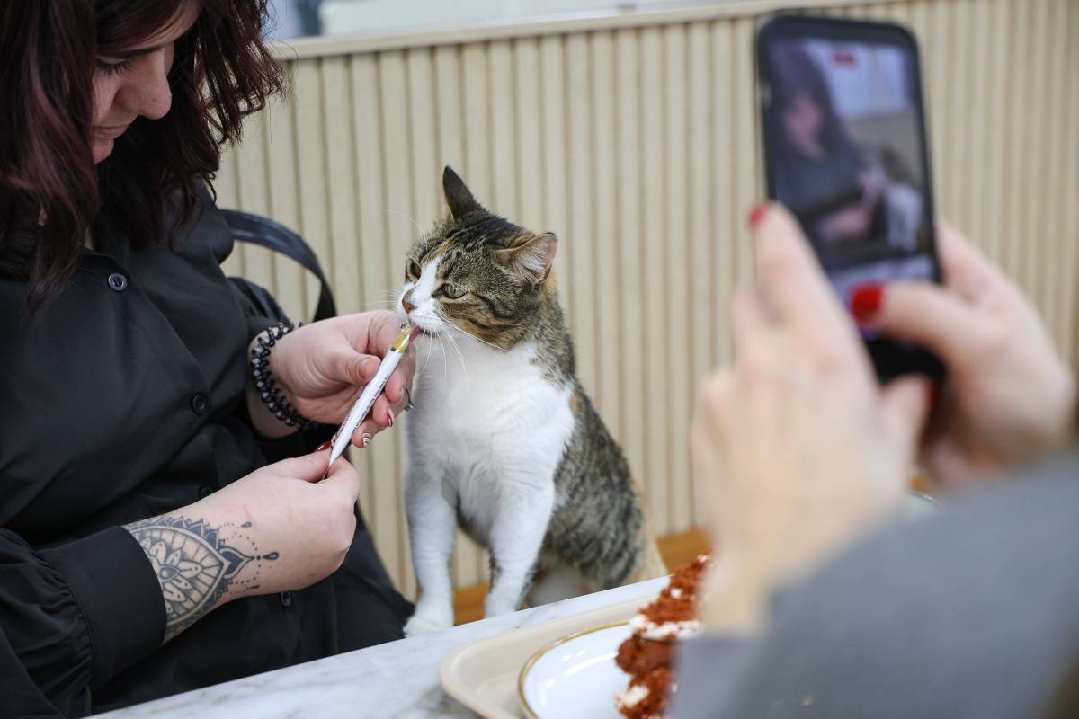 Momotaro Cat Cafè, una cafeteria on es pot adoptar gats - VÍCTOR CASTILLO Momotaro Cat Cafè, una cafeteria on es pot adoptar gats