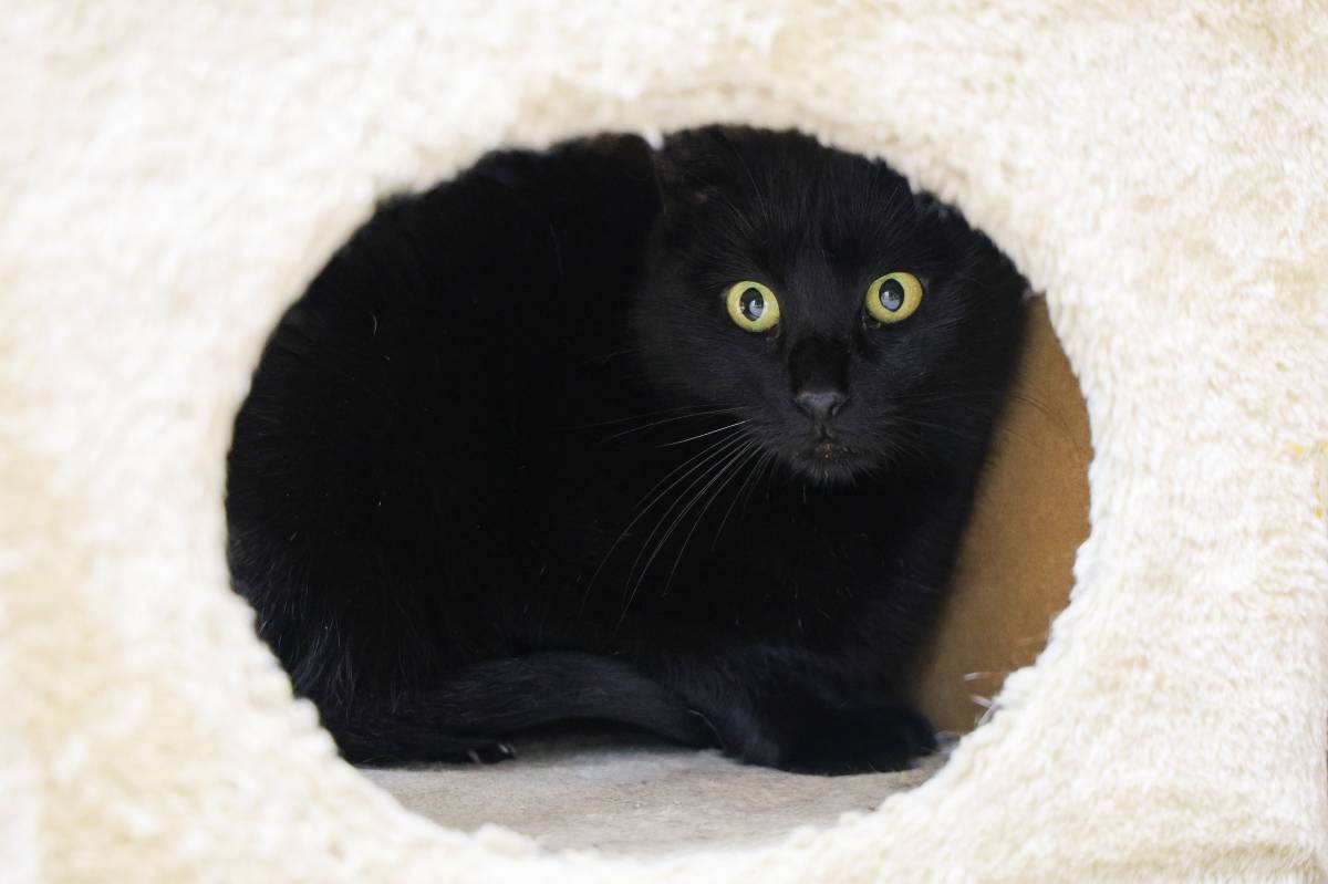 Momotaro Cat Cafè, una cafeteria on es pot adoptar gats - VÍCTOR CASTILLO Momotaro Cat Cafè, una cafeteria on es pot adoptar gats