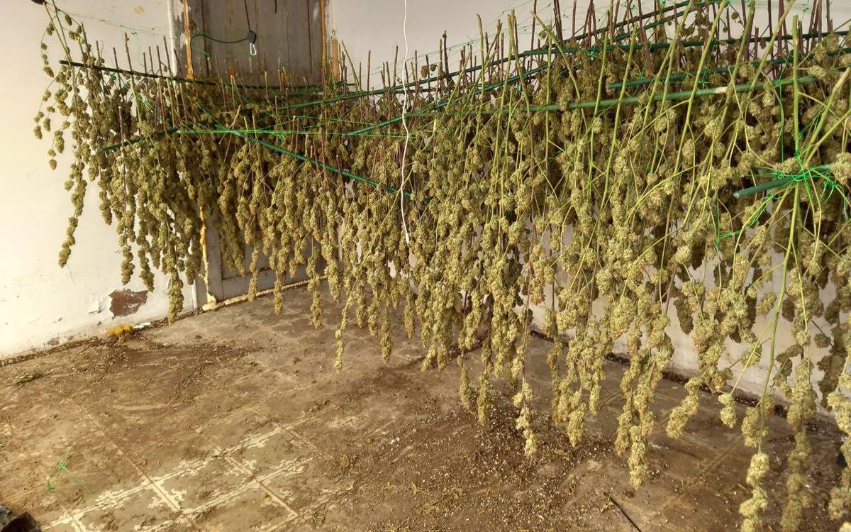 Detenen dos homes a Balsareny per cultivar marihuana amb més de 2.500 plantes