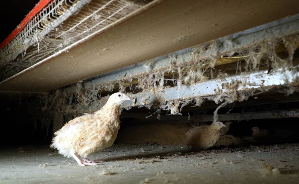 ARDE denuncia una granja a Juneda i Unió de Pagesos carrega contra els animalistes per la difusió de les imatges 