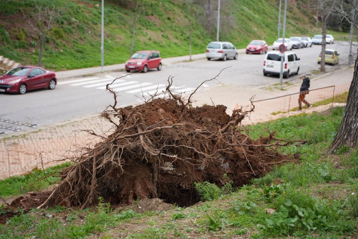 Fotos de l`arbre caigut a l`avinguda de Pablo Iglesias - David Chao Fotos de l`arbre caigut a l`avinguda de Pablo Iglesias