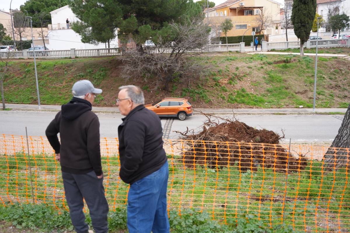 Fotos de l`arbre caigut a l`avinguda de Pablo Iglesias - David Chao Fotos de l`arbre caigut a l`avinguda de Pablo Iglesias