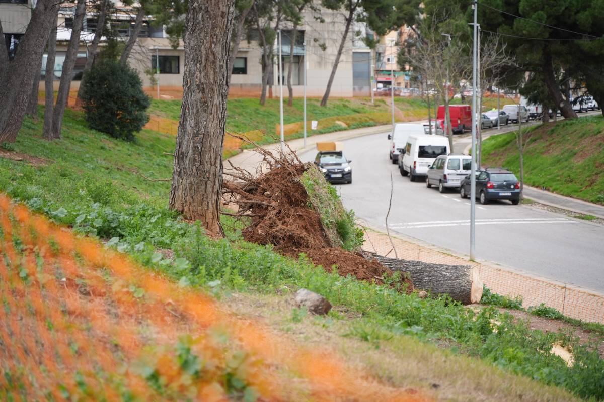 Fotos de l`arbre caigut a l`avinguda de Pablo Iglesias - David Chao Fotos de l`arbre caigut a l`avinguda de Pablo Iglesias
