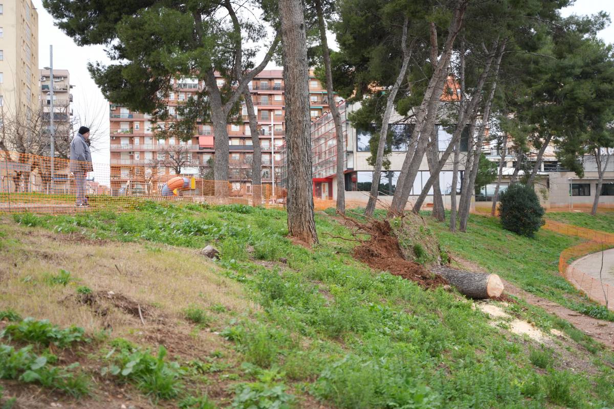 Fotos de l`arbre caigut a l`avinguda de Pablo Iglesias - David Chao Fotos de l`arbre caigut a l`avinguda de Pablo Iglesias