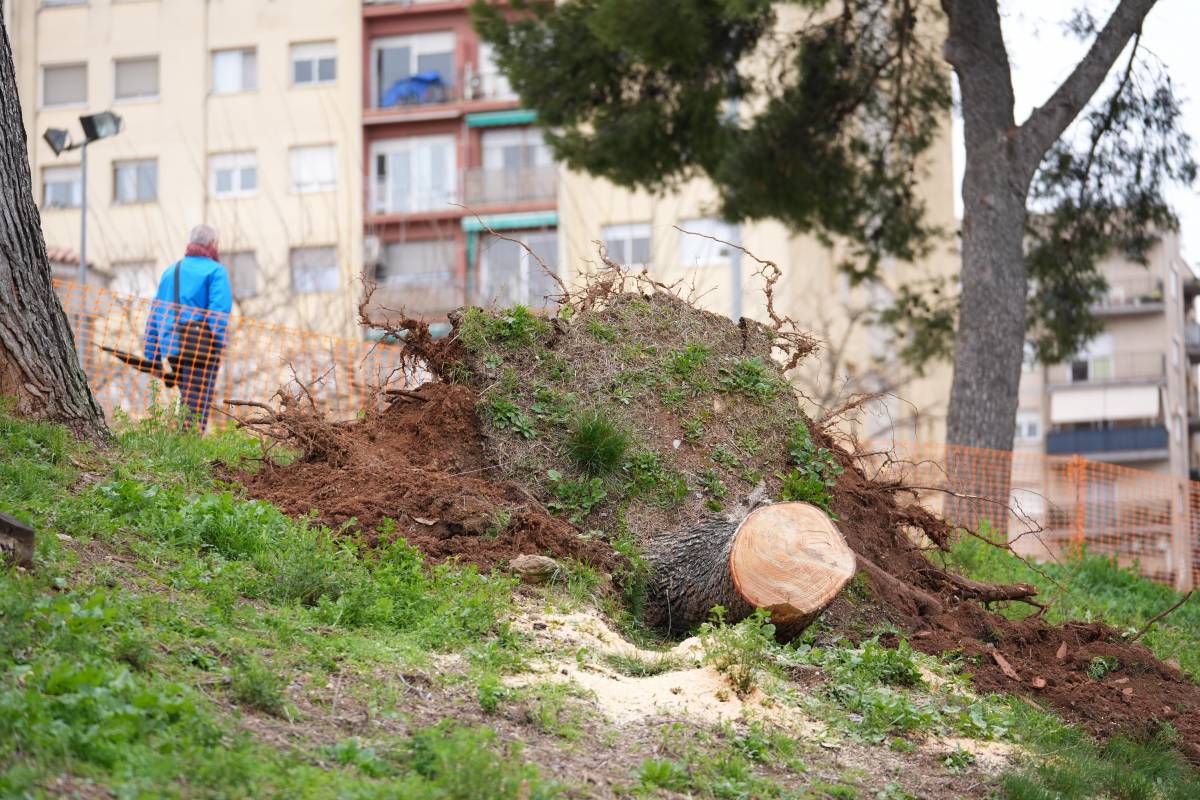 Fotos de l`arbre caigut a l`avinguda de Pablo Iglesias - David Chao Fotos de l`arbre caigut a l`avinguda de Pablo Iglesias
