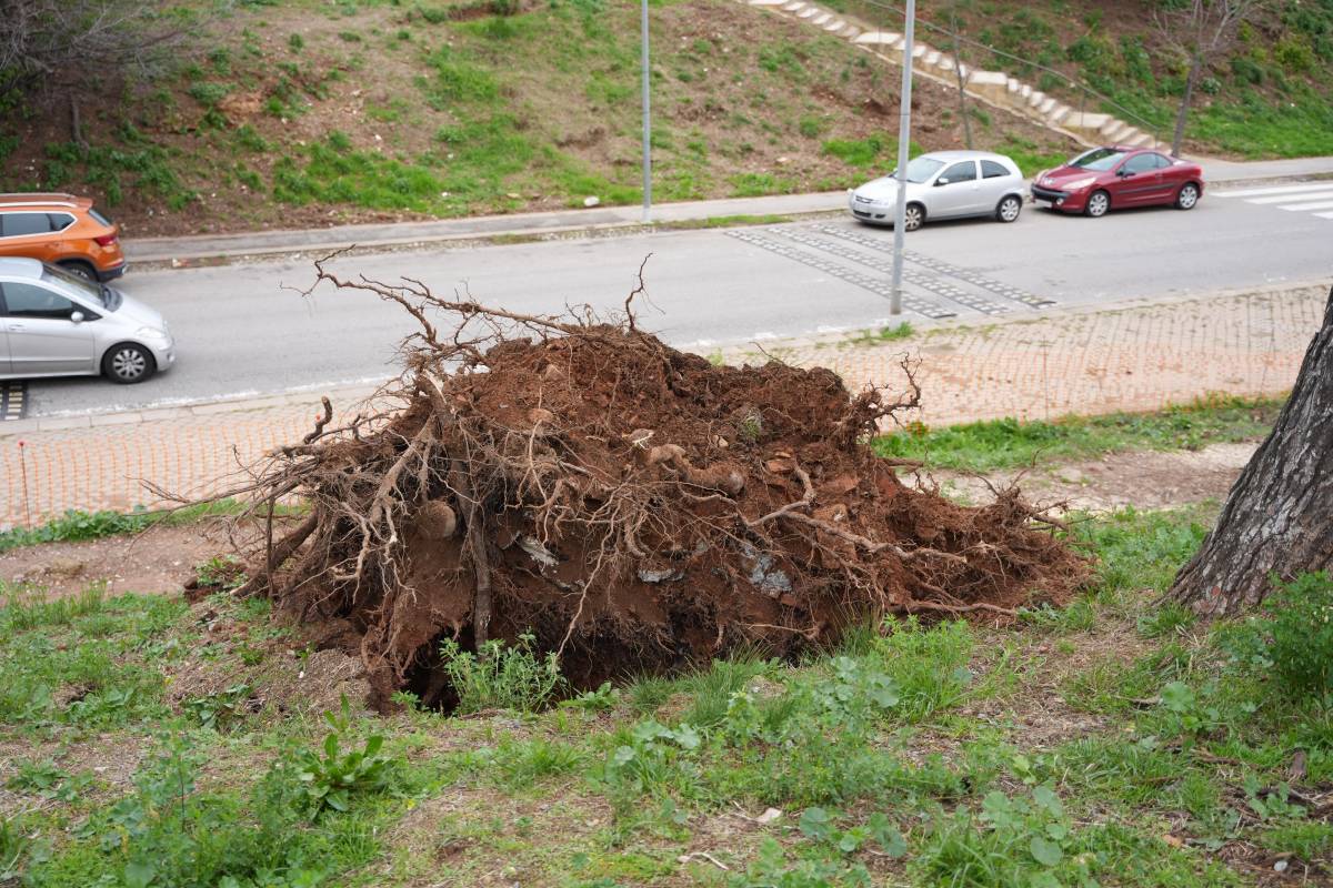 Fotos de l`arbre caigut a l`avinguda de Pablo Iglesias - David Chao Fotos de l`arbre caigut a l`avinguda de Pablo Iglesias