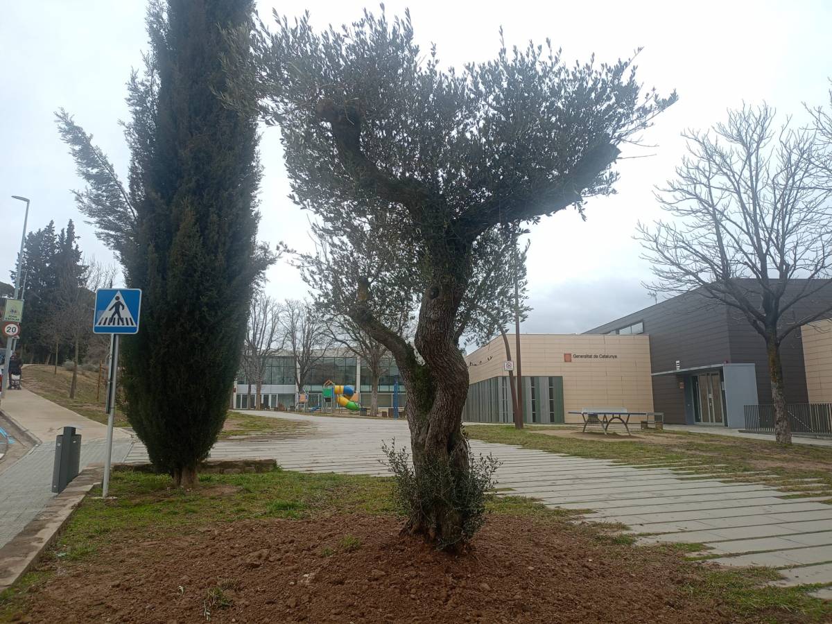 Solsona plantarà una olivera en solidaritat amb Palestina 
