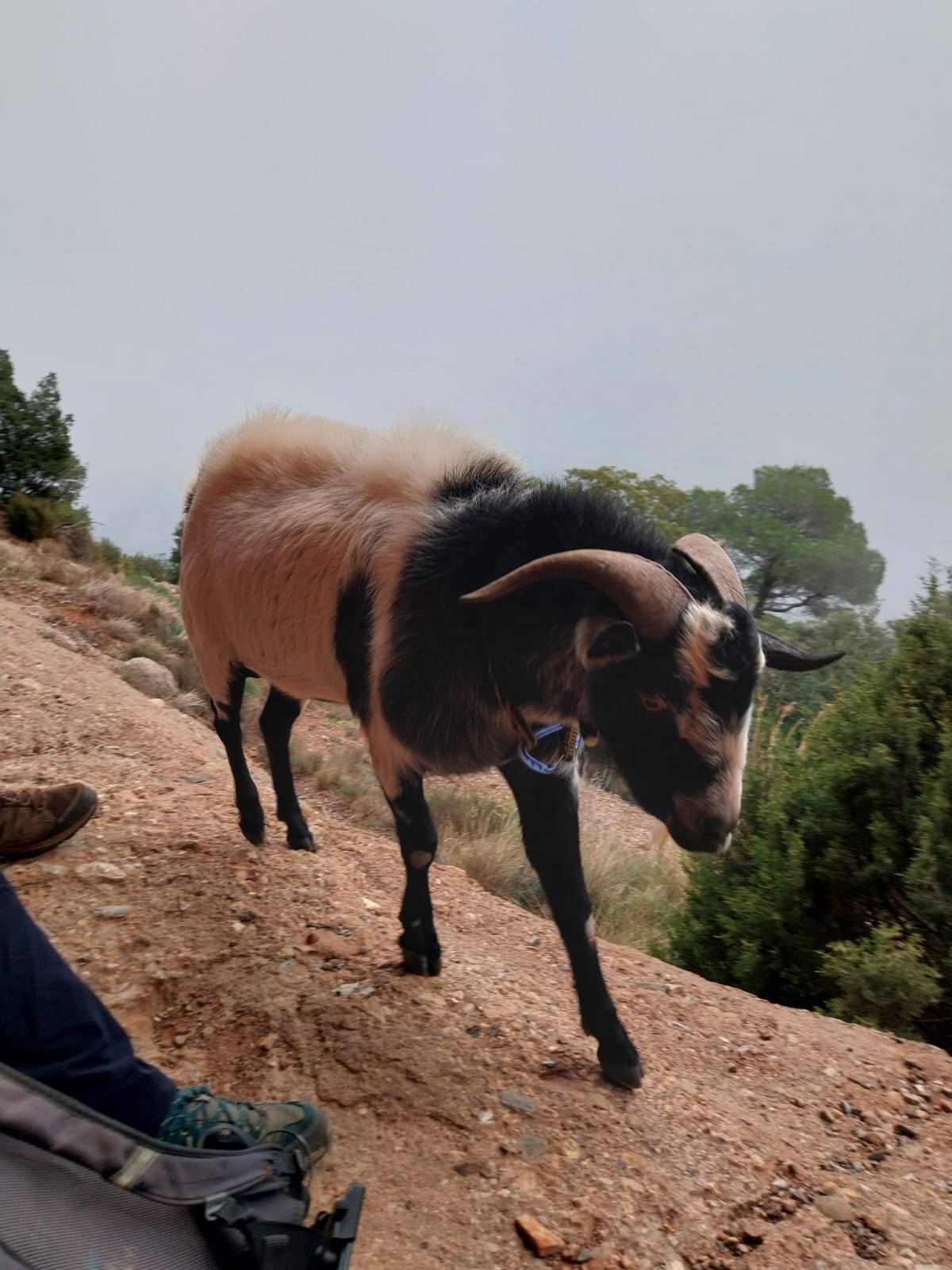 El cabró que dona nom a la via de la Mola - Cedida El cabró que dona nom a la via de la Mola