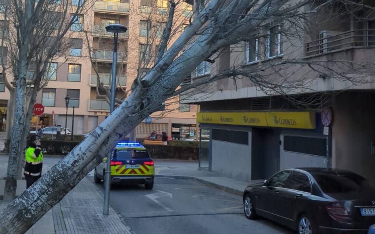 Més problemes a Valls pel vent: cau un arbre de grans dimensions damunt d'un edifici