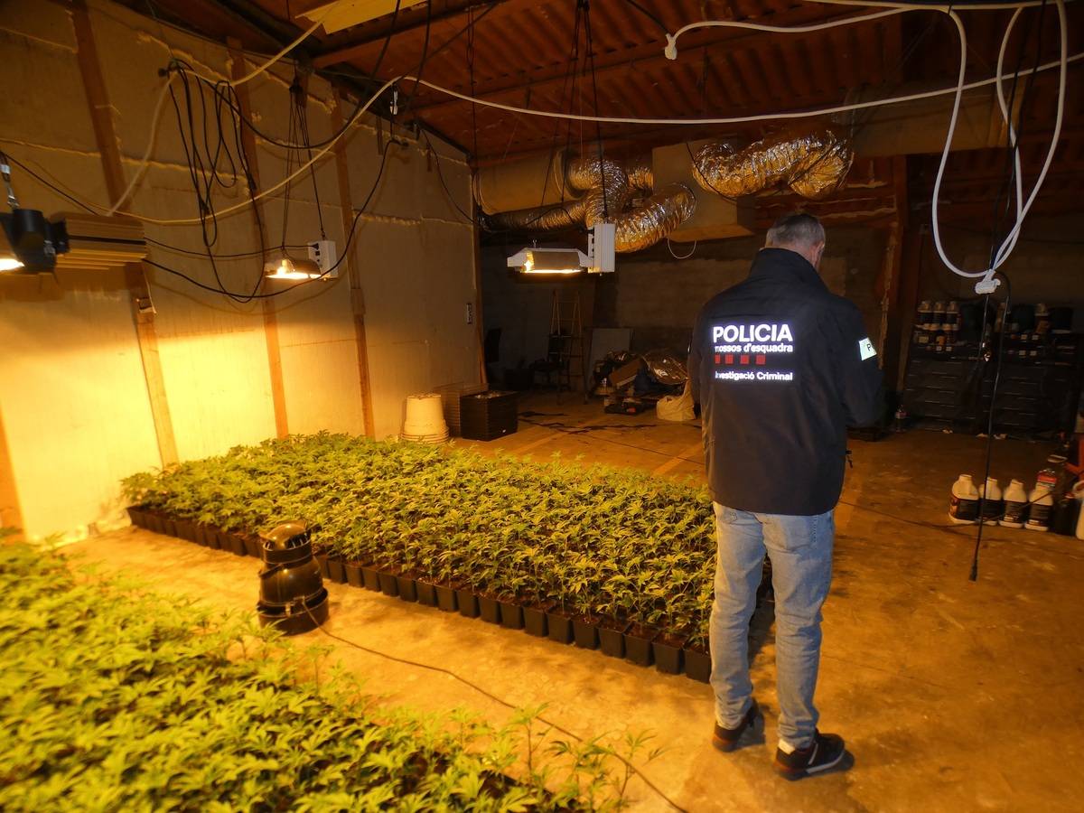 Detenen un jove amb més de 3.000 plantes de marihuana en una antiga granja de la Sénia