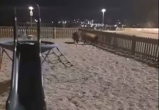 VÍDEO | Apareixen diversos porcs senglars en mig d'un parc infantil de Sabadell