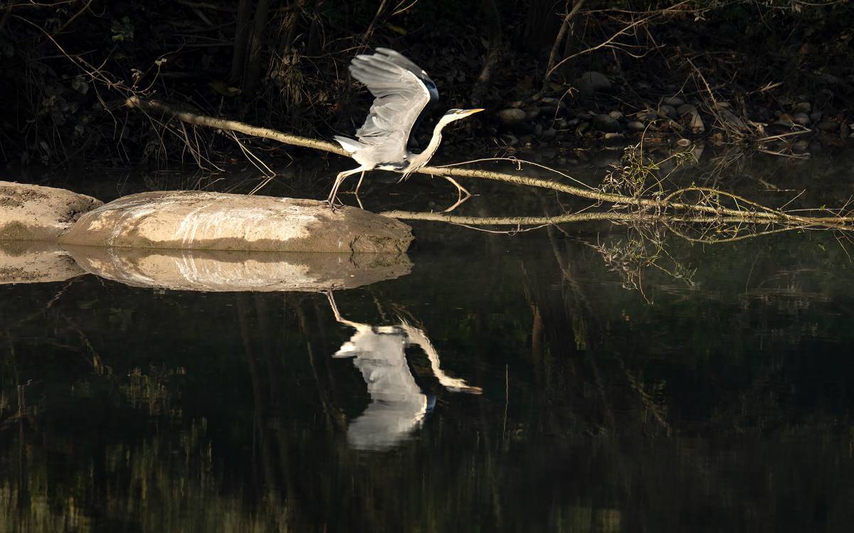 Un bernat pescaire al riu Ter, a Masies de Voltregà.