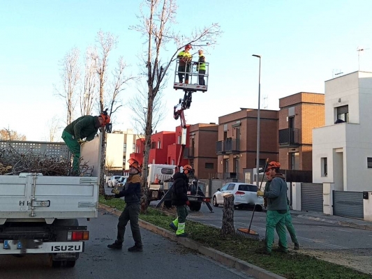 Palau-solità tala diversos arbres per evitar el risc de caiguda