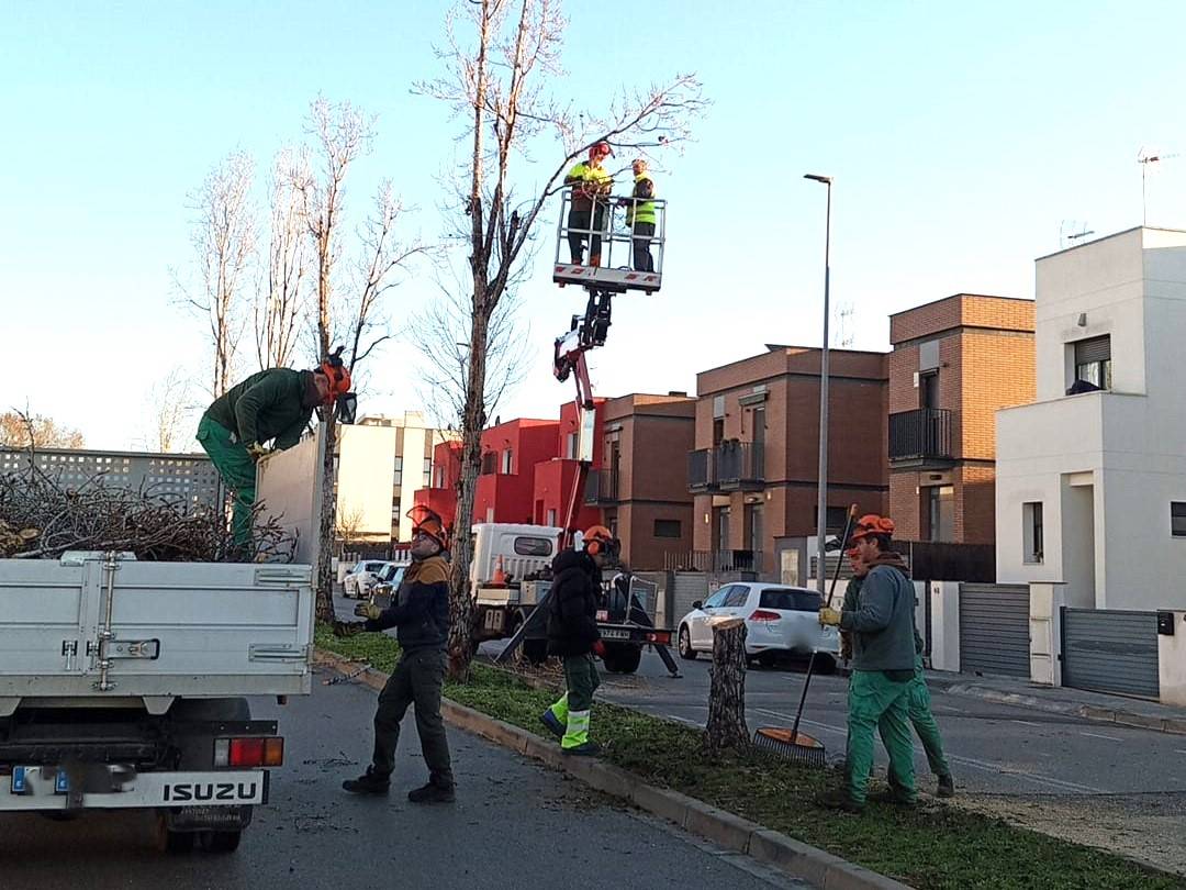 Palau-solità tala diversos arbres per evitar el risc de caiguda