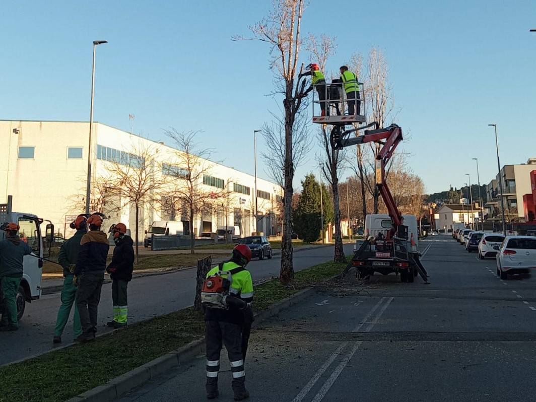 Tala d`arbres a Palau-solità - Cedida Tala d`arbres a Palau-solità