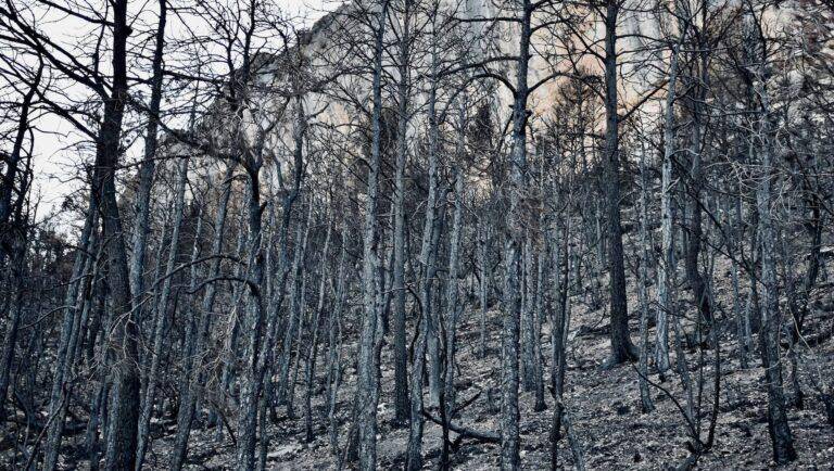 Bosc del Roc de Rombau cremat els dies 19-22 de juny de 2022 (Incendi de Peramola a l’Alt Urgell) - Foto de Xevi V. CC BY Bosc del Roc de Rombau cremat els dies 19-22 de juny de 2022 (Incendi de Peramola a l’Alt Urgell)