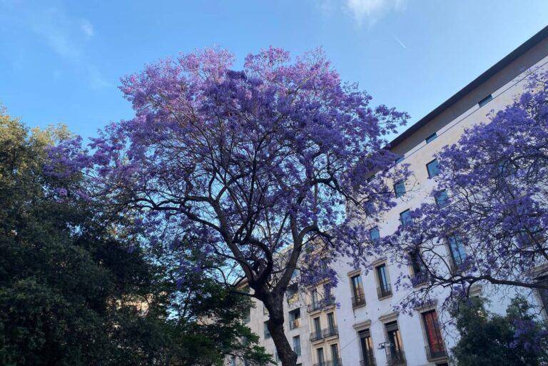 Naturalitzar les ciutats. Les persones