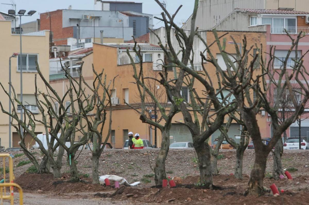 Oliveres que abans es trobaven a l'entorn del dipòsit de Can Boada - Nebridi Aróztegui