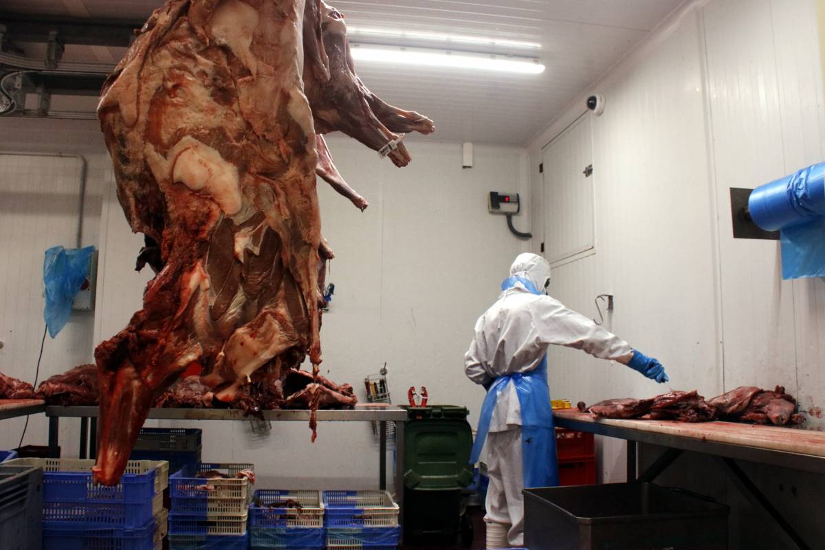 La carn de senglar s’acumula als congeladors i els majoristes planten cara a la Generalitat