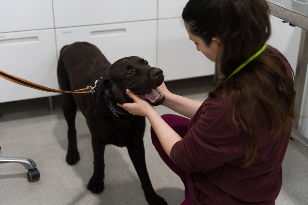 La processionària del pi, un perill silenciós: "Als gossos els pot provocar un xoc anafilàctic mortal"