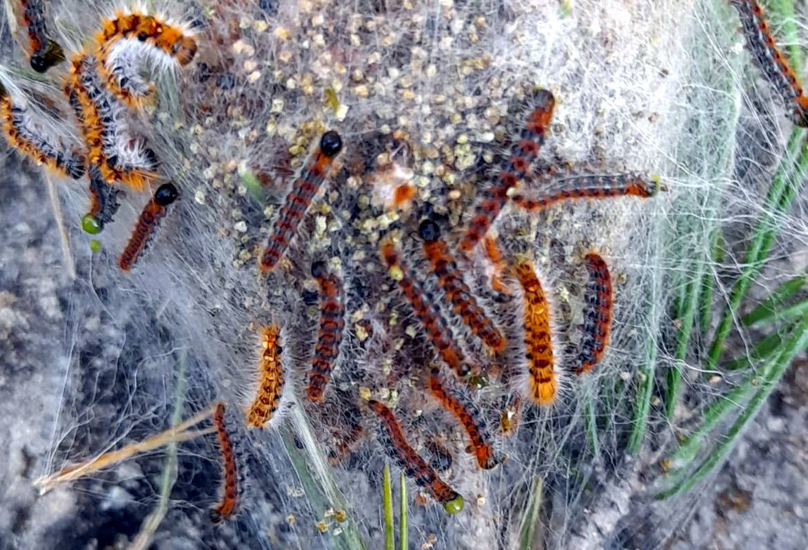 Processionària del pi - Cedida - ACN Processionària del pi