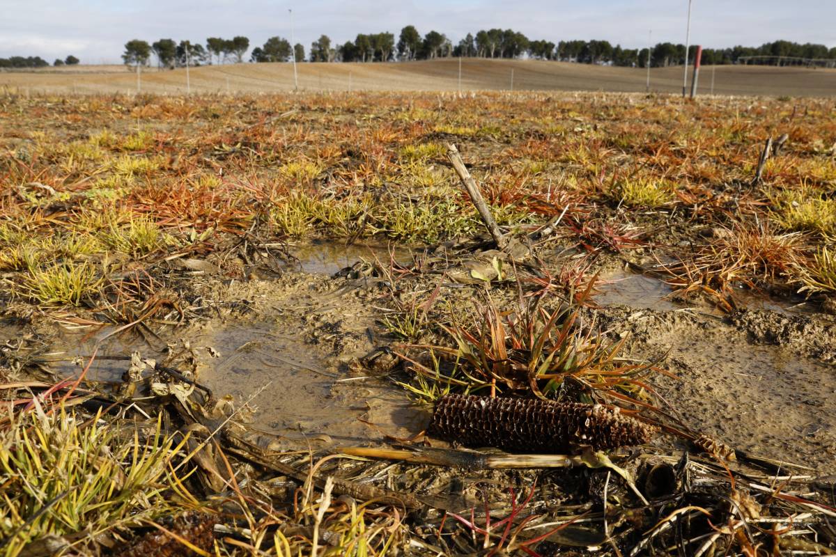 Les pluges dificulten la recol·lecció del cereal de Ponent 
