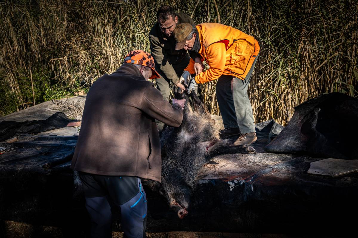 Torna la caça de senglars a 10 km del brot de pesta porcina