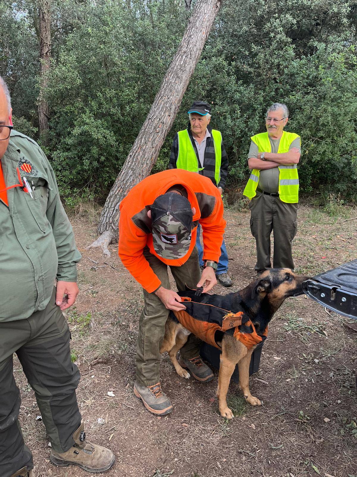 S'utilitzaran gossos per conduir els senglars a les zones amb caçadors - Generalitat de Catalunya