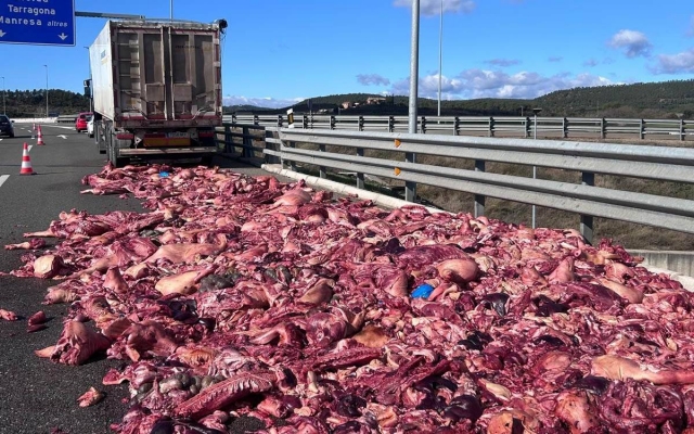 Un camió frigorífic perd la càrrega i omple la C-25 de vísceres, caps i potes de porcs