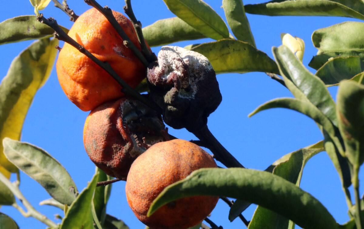 La campanya de clementina a l’Ebre, colpejada per la pluja i les importacions