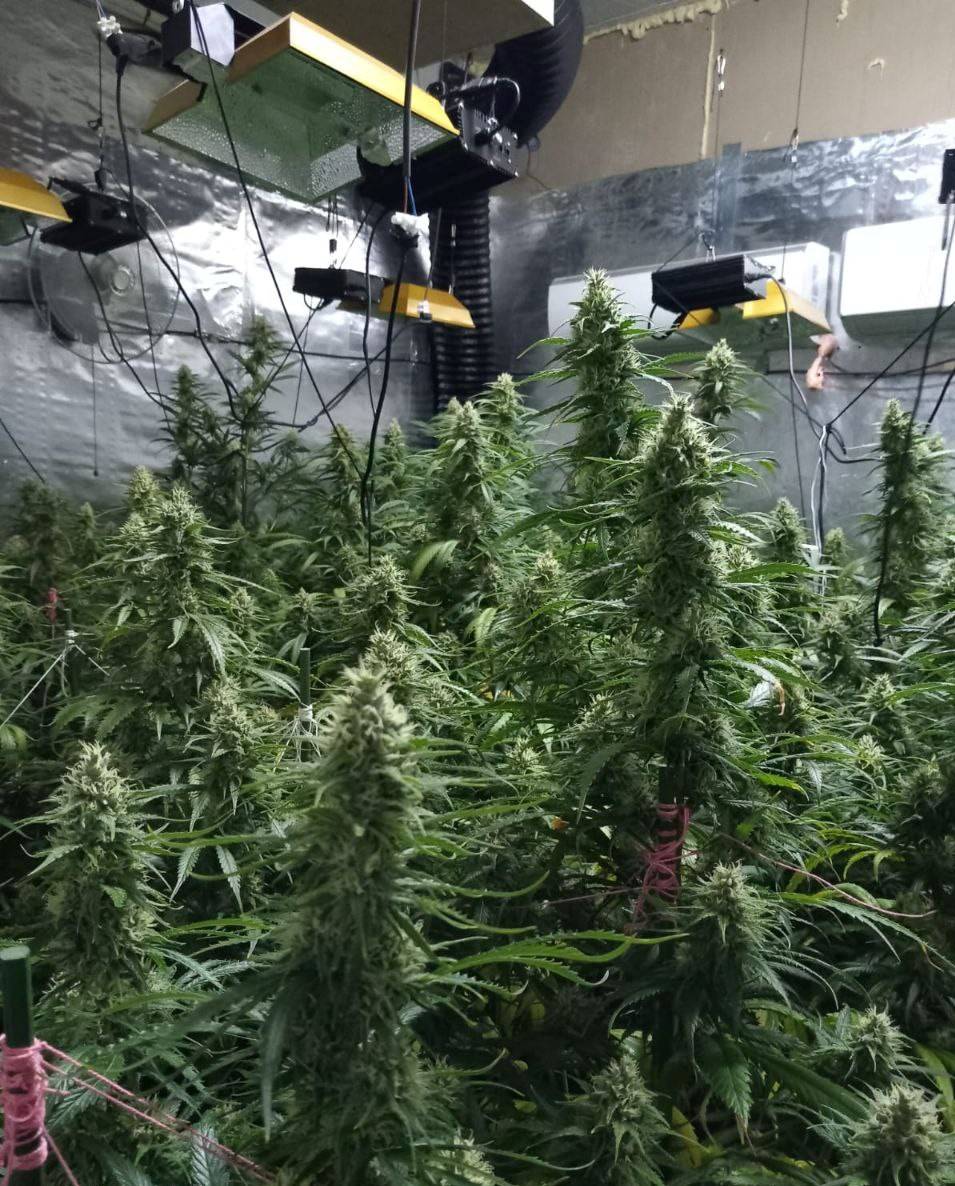 Desmantellen una plantació clandestina a Terrassa: 414 plantes de marihuana i 83.500 euros defraudats en llum