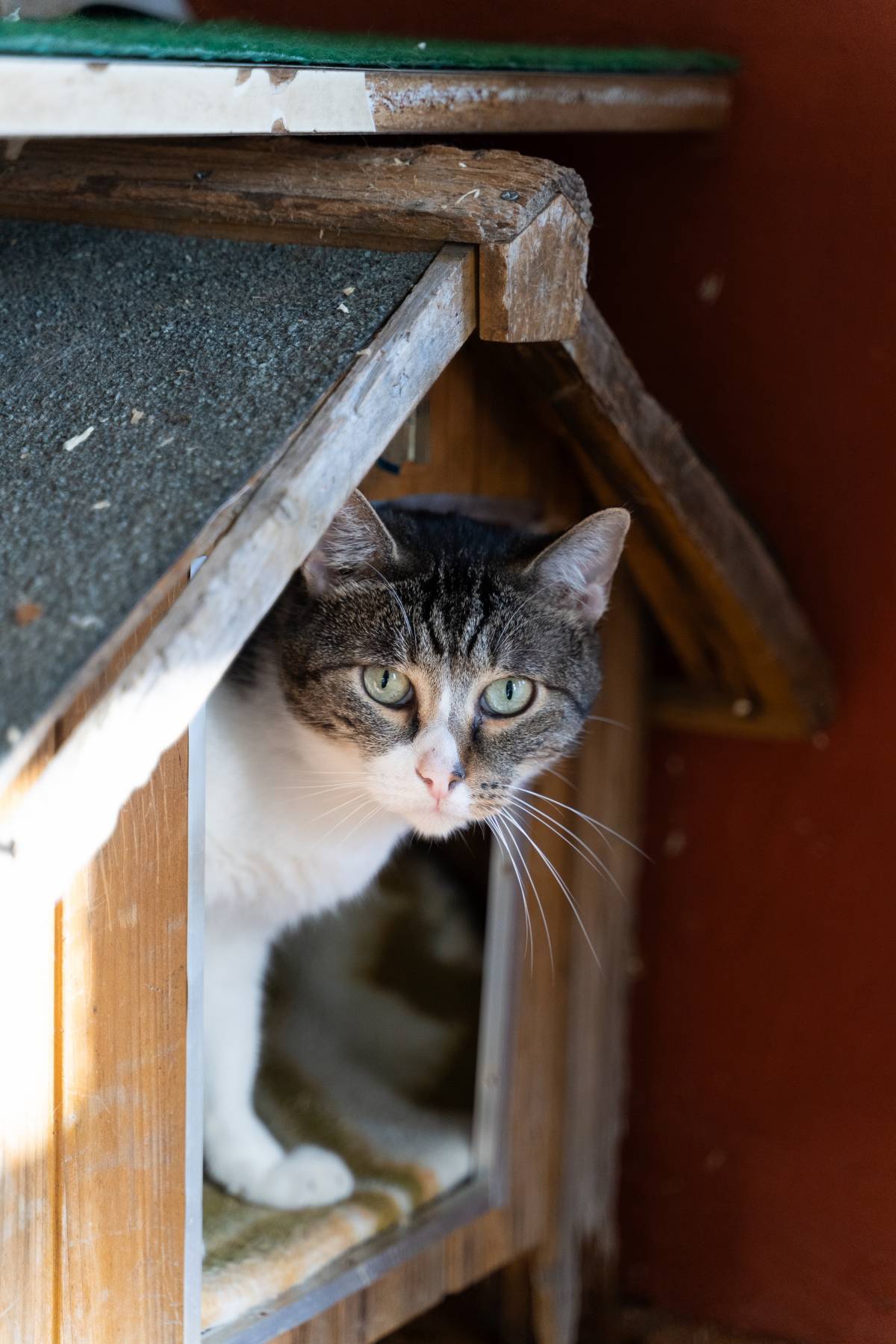 Més adopcions de gats al refugi d'animals: l’èxit del cat cafè de Sabadell