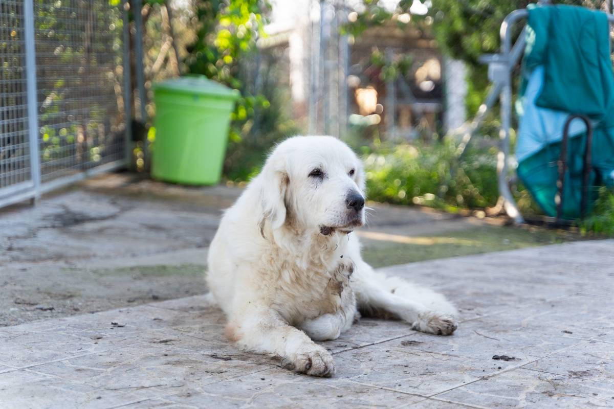 Gos de la protectora d'animals de Sabadell - DAVID CHAO