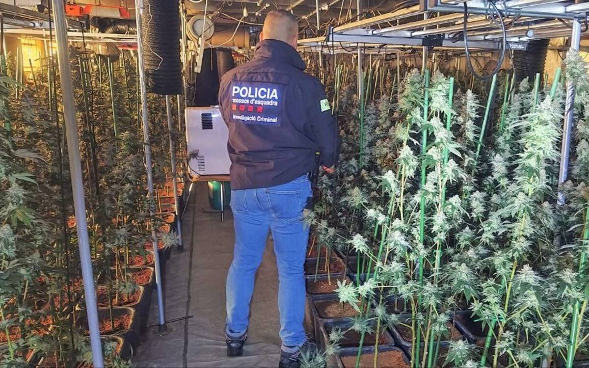 Els Mossos desmantellen una plantació de marihuana i detenen un home a Roquetes
