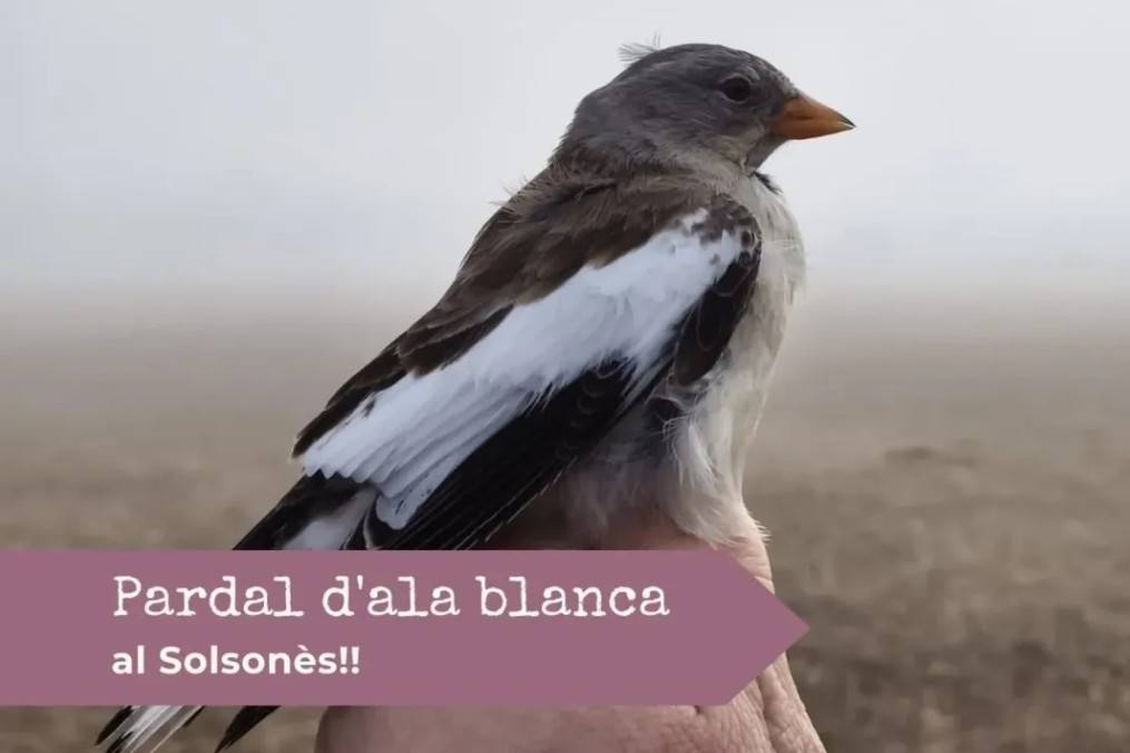Identifiquen al Solsonès la presència d'un rar ocell d'alta muntanya 