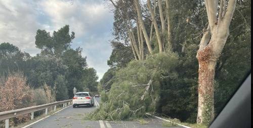 Les ratxes de 70 km/h provoquen caigudes d'arbres, branques i altres afectacions a Sabadell i el Vallès