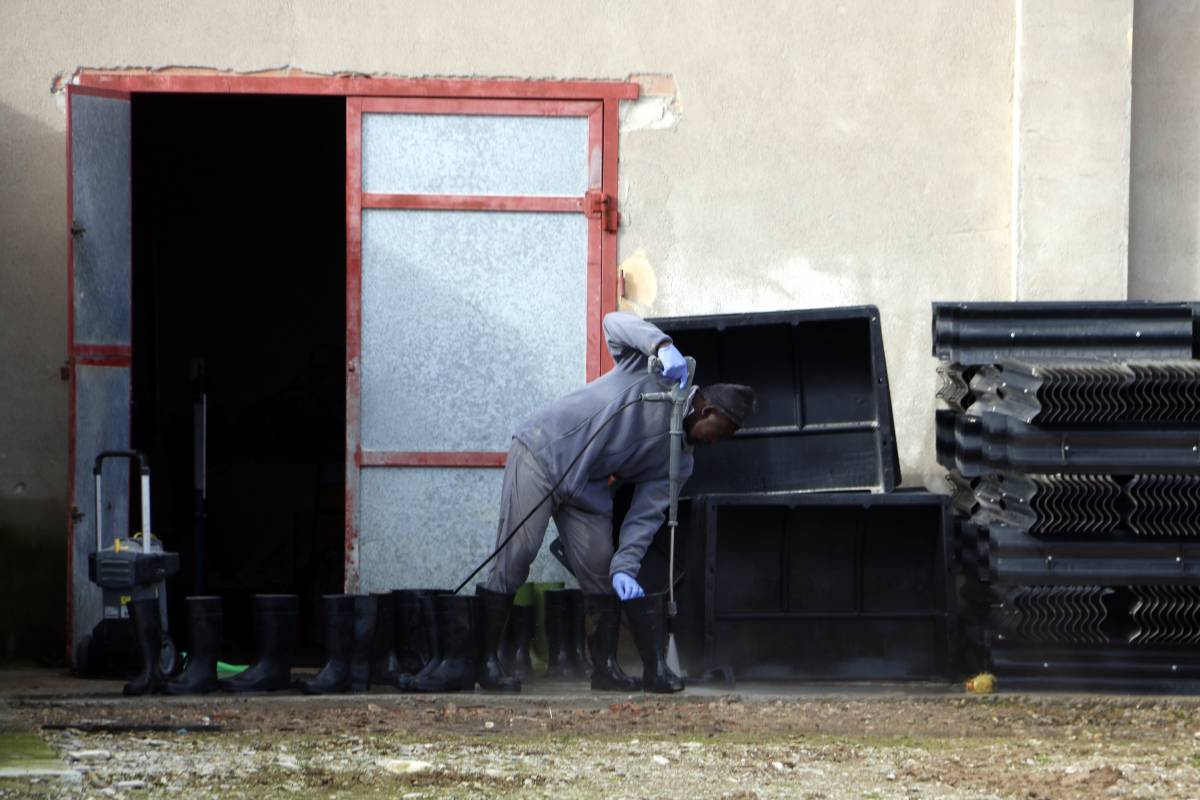 Les granges de Ponent afectades pel la grip aviària recuperen la llibertat de moviments