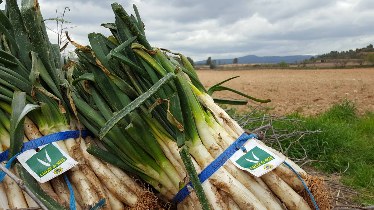 Creen l'aplicació definitiva per als amants dels calçots: així és CalçotApp