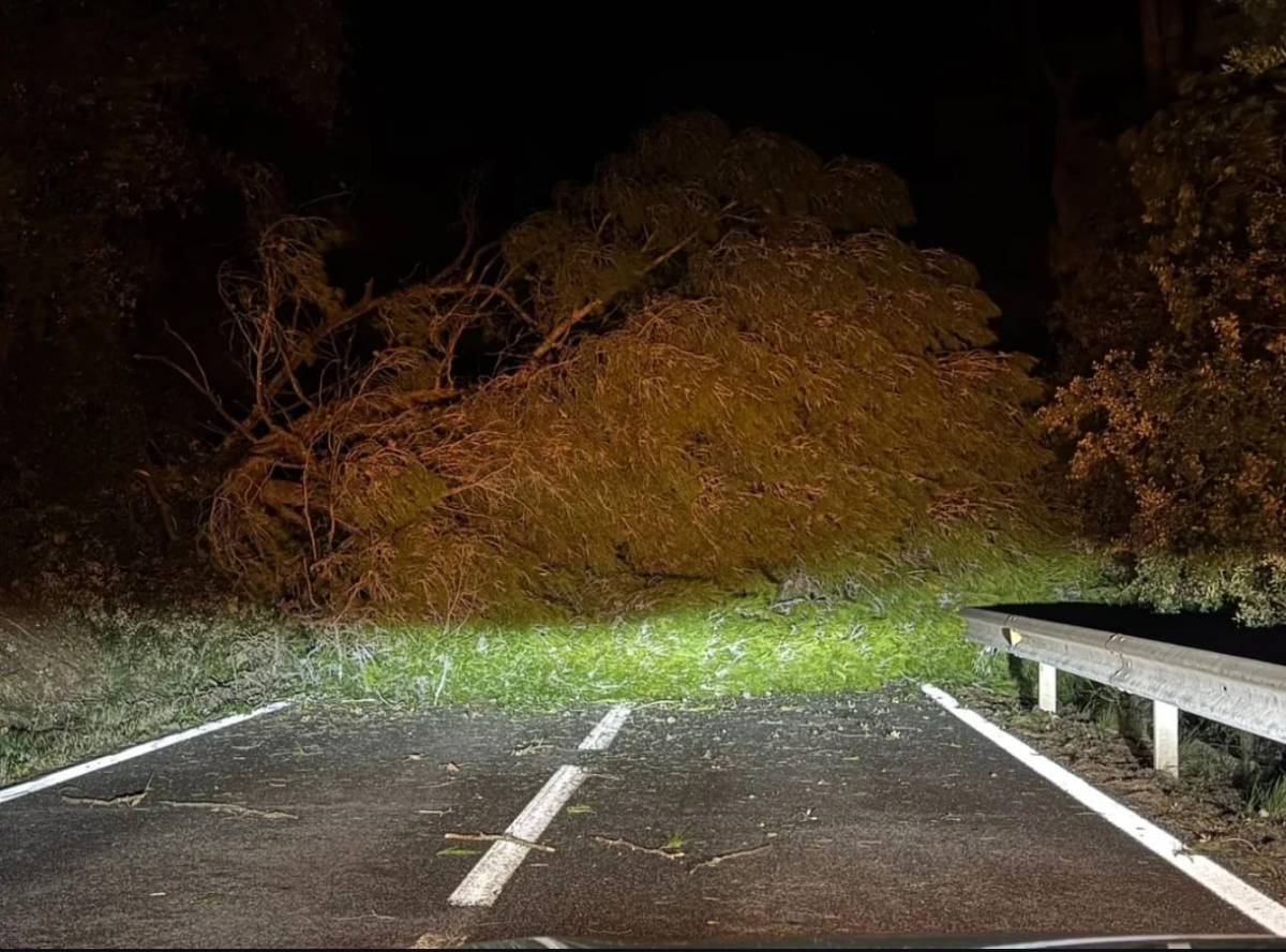 Un arbre a la carretera entre Castellar i Sentmenat