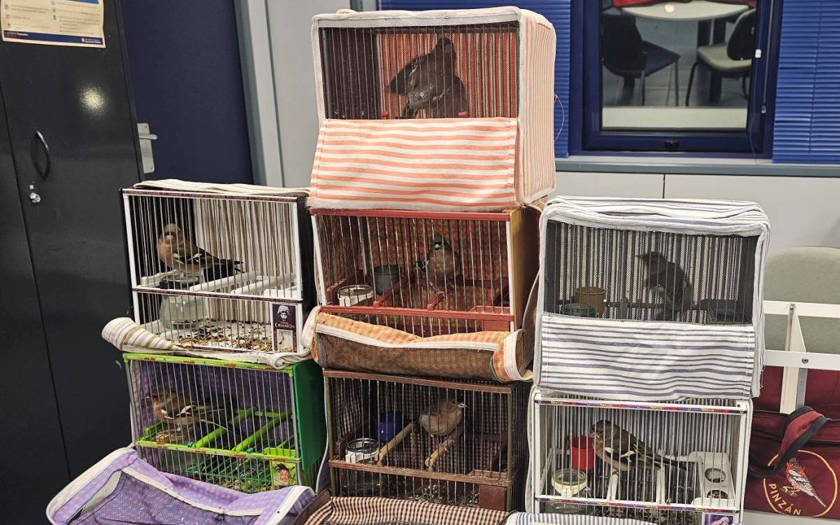 Denunciat a Vic un home per tenir ocells fringíl·lids sense autorització i sense anellar