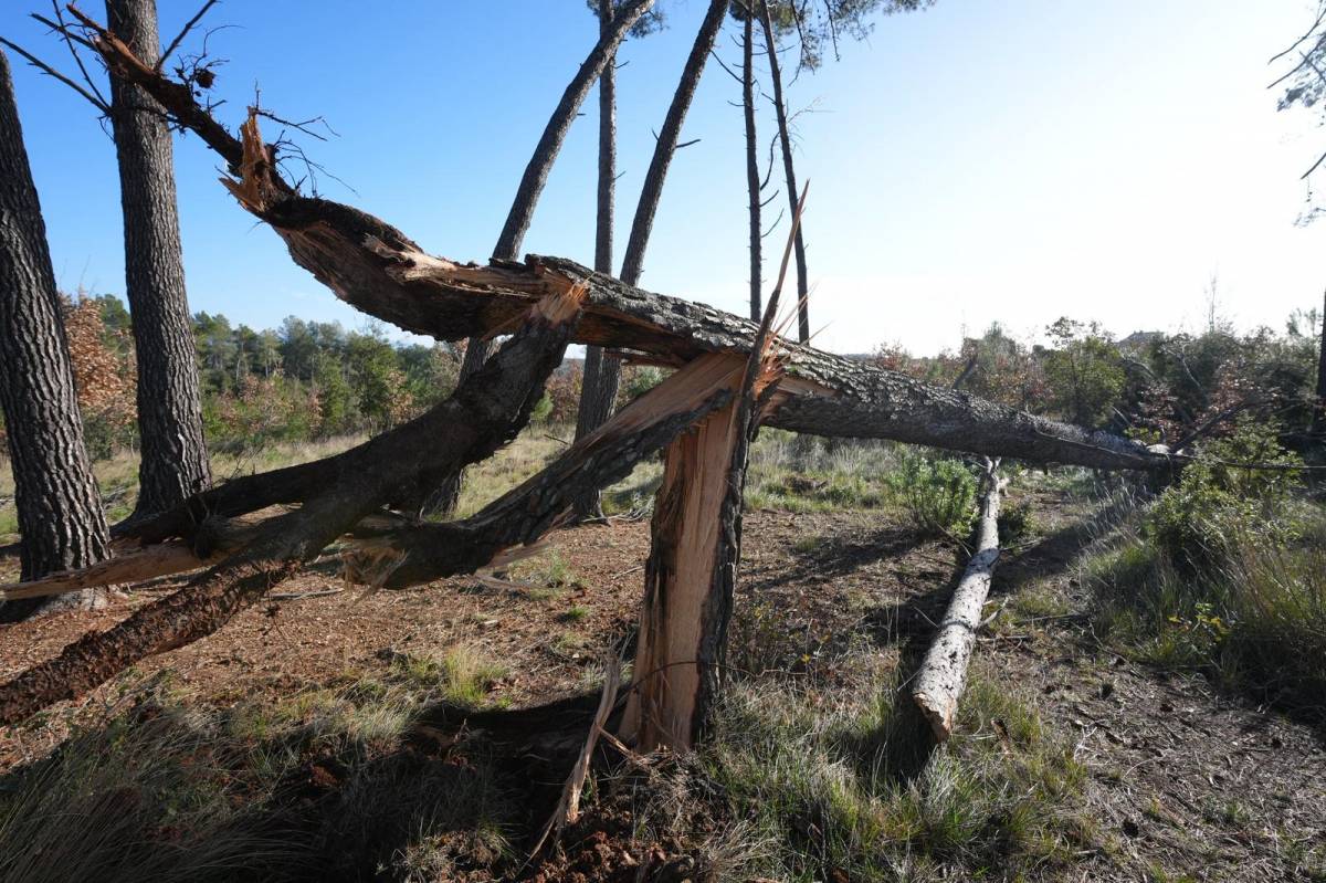 FOTOS | El temporal de vent causa estralls a Sabadell