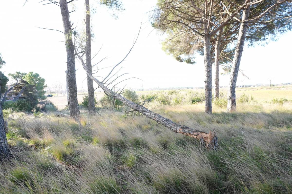Els efectes del temporal de vent a Sabadell i la comarca